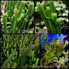 Crassula Watch chain RatsTail x 1 Succulents Plants Indoor Outdoor muscosa lycopodioides Rats Tail Jade Flowering Patio Balcony Pot